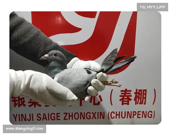 江川云飞赛事直播—江川信鸽2020年比赛规程